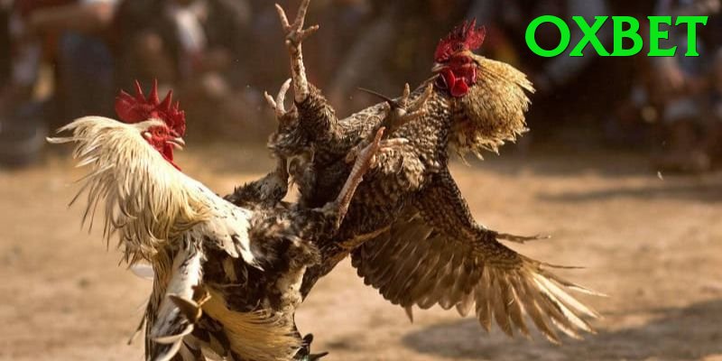 Đá Gà Trực Tiếp - oxbet - Game mobile