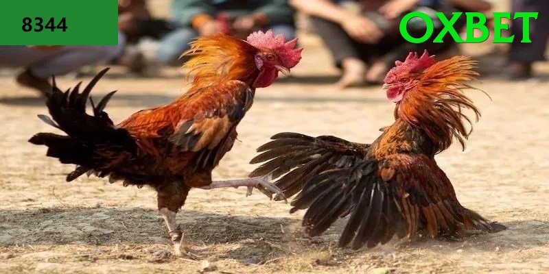 Đá Gà Trực Tiếp - Trải nghiệm tuyệt vời - Đồ họa đỉnh cao